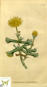Rhombophyllum dolabriforme. Botanical Magazine vol.1, J.Sowerby (1787). Free illustration for personal and commercial use.