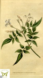 Jasminum officinale, poet's jasmine. Botanical Magazine vol.1, J.Sowerby (1787). Free illustration for personal and commercial use.
