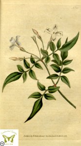 Jasminum officinale, poet's jasmine. Botanical Magazine vol.1, J.Sowerby (1787)