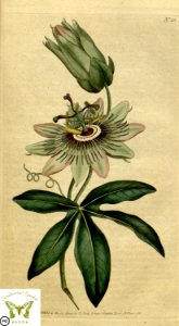 Passiflora caerulea. blue crown passion flower. Botanical Magazine vol.1, J.Sowerby (1787)
