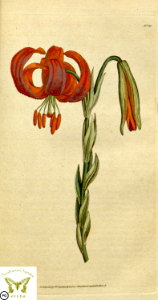 Lilium chalcedonicum. Botanical Magazine vol.1, J.Sowerby (1787). Free illustration for personal and commercial use.