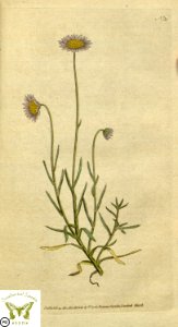 Felicia tenella. Botanical Magazine vol.1, J.Sowerby (1787). Free illustration for personal and commercial use.