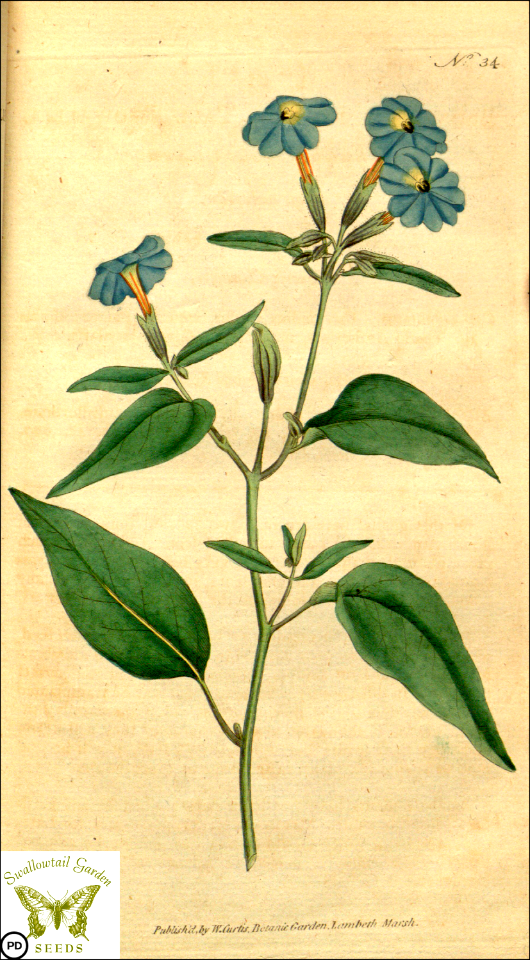 Browallia americana. Botanical Magazine vol.1, J.Sowerby (1787)
