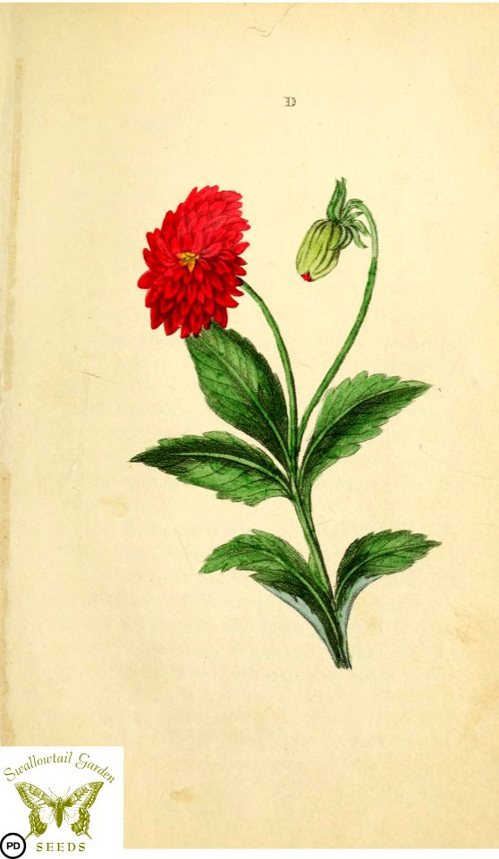 [as Dahlia georgina] Flora and Thalia; or, Gems of flowers and poetry- being an alphabetical arrangement of flowers, with appropriate poetical illustrations, embellished with coloured plates (1836)