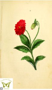 [as Dahlia georgina] Flora and Thalia; or, Gems of flowers and poetry- being an alphabetical arrangement of flowers, with appropriate poetical illustrations, embellished with coloured plates (1836). Free illustration for personal and commercial use.