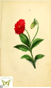 [as Dahlia georgina] Flora and Thalia; or, Gems of flowers and poetry- being an alphabetical arrangement of flowers, with appropriate poetical illustrations, embellished with coloured plates (1836)