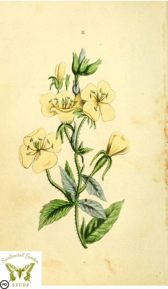 Tree primrose, evening primrose. Oenothera sp. Flora and Thalia; or, Gems of flowers and poetry- being an alphabetical arrangement of flowers, with appropriate poetical illustrations, embellished with coloured plates (1836)