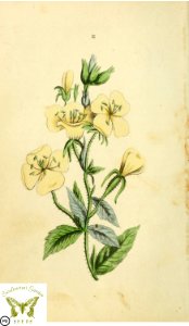 Tree primrose, evening primrose. Oenothera sp. Flora and Thalia; or, Gems of flowers and poetry- being an alphabetical arrangement of flowers, with appropriate poetical illustrations, embellished with coloured plates (1836). Free illustration for personal and commercial use.