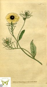 Tolpis barbata. Botanical Magazine vol.1, J.Sowerby (1787). Free illustration for personal and commercial use.