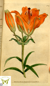 Lilium bulbiferum. Botanical Magazine vol.1, J.Sowerby (1787). Free illustration for personal and commercial use.