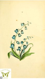 Blue, harebell. Flora and Thalia; or, Gems of flowers and poetry- being an alphabetical arrangement of flowers, with appropriate poetical illustrations, embellished with coloured plates (1836). Free illustration for personal and commercial use.