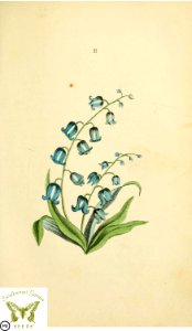 Blue, harebell. Flora and Thalia; or, Gems of flowers and poetry- being an alphabetical arrangement of flowers, with appropriate poetical illustrations, embellished with coloured plates (1836)