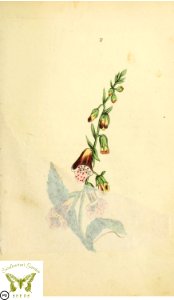 Foxglove. Digitalis purpurea. Flora and Thalia; or, Gems of flowers and poetry- being an alphabetical arrangement of flowers, with appropriate poetical illustrations, embellished with coloured plates (1836). Free illustration for personal and commercial use.