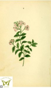 Turnsole, Heliotrope. Heliotropum sp. Flora and Thalia; or, Gems of flowers and poetry- being an alphabetical arrangement of flowers, with appropriate poetical illustrations, embellished with coloured plates (1836). Free illustration for personal and commercial use.