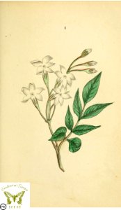 Jasmine. Flora and Thalia; or, Gems of flowers and poetry- being an alphabetical arrangement of flowers, with appropriate poetical illustrations, embellished with coloured plates (1836). Free illustration for personal and commercial use.
