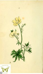 King-cup, meadow crowfoot. Ranunculus acris.- Flora and Thalia; or, Gems of flowers and poetry- being an alphabetical arrangement of flowers, with appropriate poetical illustrations, embellished with coloured plates (1836). Free illustration for personal and commercial use.
