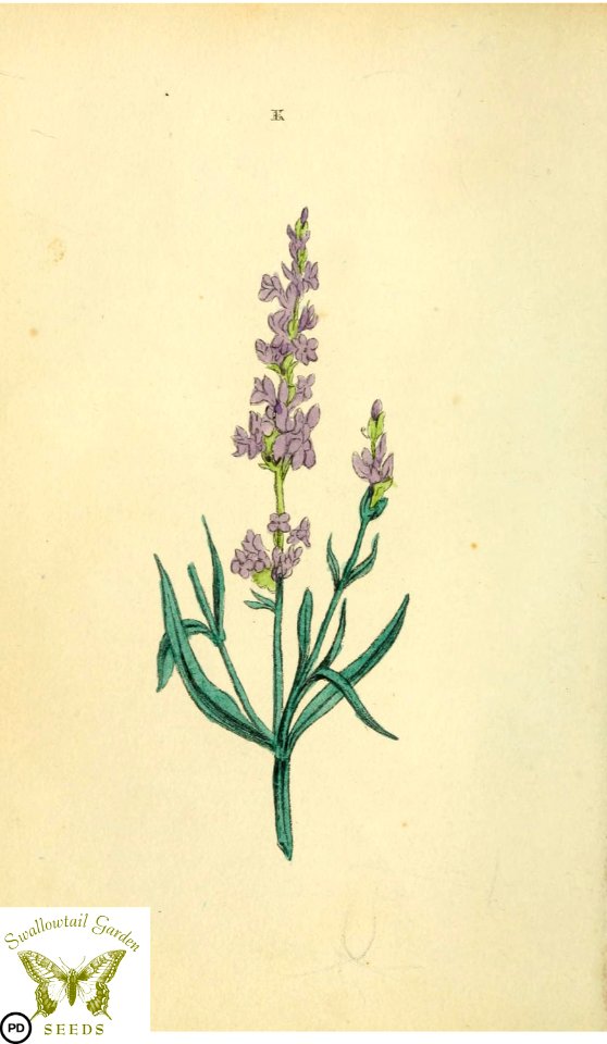 Lavender.  Lavandula angustifolia. Flora and Thalia; or, Gems of flowers and poetry- being an alphabetical arrangement of flowers, with appropriate poetical illustrations, embellished with coloured plates (1836)