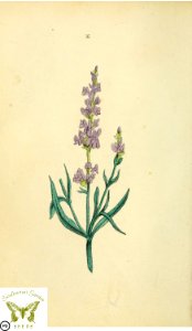Lavender. Lavandula angustifolia. Flora and Thalia; or, Gems of flowers and poetry- being an alphabetical arrangement of flowers, with appropriate poetical illustrations, embellished with coloured plates (1836). Free illustration for personal and commercial use.