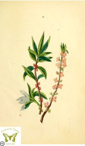 Mezereon. Daphne mezereum. Flora and Thalia; or, Gems of flowers and poetry- being an alphabetical arrangement of flowers, with appropriate poetical illustrations, embellished with coloured plates (1836). Free illustration for personal and commercial use.