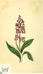 [asOrchis] Flora and Thalia; or, Gems of flowers and poetry- being an alphabetical arrangement of flowers, with appropriate poetical illustrations, embellished with coloured plates (1836). Free illustration for personal and commercial use.
