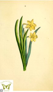 Narcissus. Narcissus tazetta. Flora and Thalia; or, Gems of flowers and poetry- being an alphabetical arrangement of flowers, with appropriate poetical illustrations, embellished with coloured plates (1836). Free illustration for personal and commercial use.