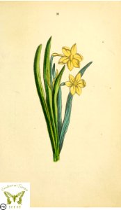 Narcissus. Narcissus tazetta. Flora and Thalia; or, Gems of flowers and poetry- being an alphabetical arrangement of flowers, with appropriate poetical illustrations, embellished with coloured plates (1836)