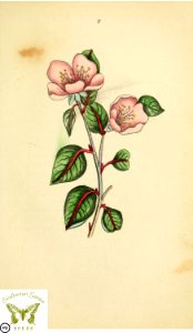 Quince. Cydonia oblonga. Flora and Thalia; or, Gems of flowers and poetry- being an alphabetical arrangement of flowers, with appropriate poetical illustrations, embellished with coloured plates (1836). Free illustration for personal and commercial use.