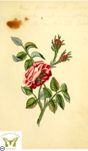 Rose. Flora and Thalia; or, Gems of flowers and poetry- being an alphabetical arrangement of flowers, with appropriate poetical illustrations, embellished with coloured plates (1836). Free illustration for personal and commercial use.