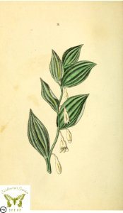 Scented Solomon's seal. Polygonatum odoratum. Flora and Thalia; or, Gems of flowers and poetry- being an alphabetical arrangement of flowers, with appropriate poetical illustrations, embellished with coloured plates (1836). Free illustration for personal and commercial use.