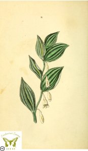 Scented Solomon's seal.  Polygonatum odoratum. Flora and Thalia; or, Gems of flowers and poetry- being an alphabetical arrangement of flowers, with appropriate poetical illustrations, embellished with coloured plates (1836)