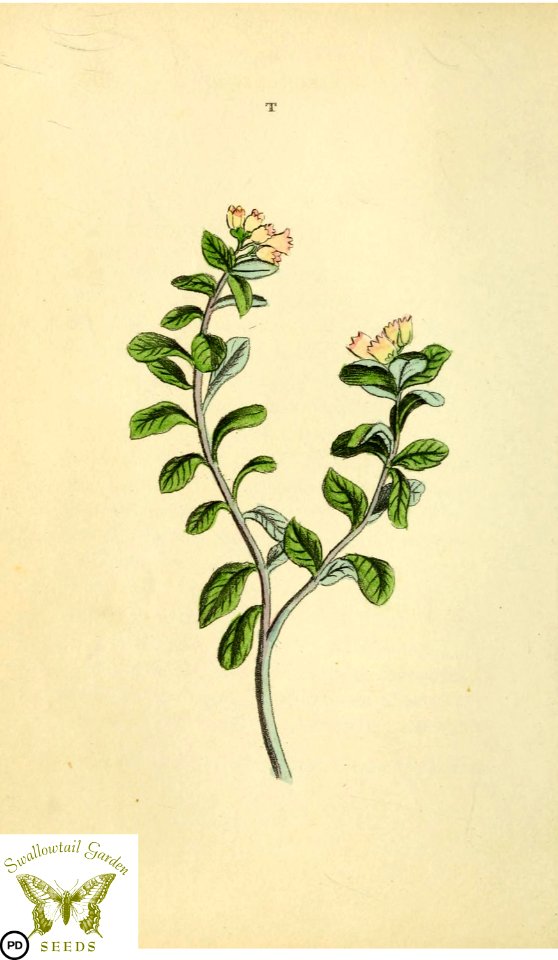 Uva-ursi, bear berry. Arctostaphylos uva-ursi. Flora and Thalia; or, Gems of flowers and poetry- being an alphabetical arrangement of flowers, with appropriate poetical illustrations, embellished with coloured plates (1836)