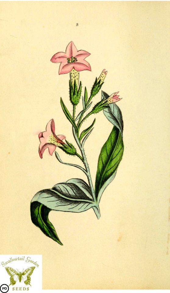 Tobacco. Nicotiana tabacum. Flora and Thalia; or, Gems of flowers and poetry- being an alphabetical arrangement of flowers, with appropriate poetical illustrations, embellished with coloured plates (1836)