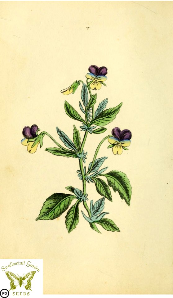 Three-coloured violet. Viola tricolor. Flora and Thalia; or, Gems of flowers and poetry- being an alphabetical arrangement of flowers, with appropriate poetical illustrations, embellished with coloured plates (1836)
