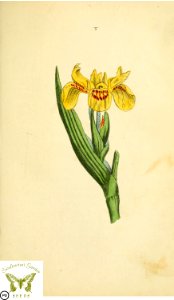 Yellow water-flag. Flora and Thalia; or, Gems of flowers and poetry- being an alphabetical arrangement of flowers, with appropriate poetical illustrations, embellished with coloured plates (1836). Free illustration for personal and commercial use.