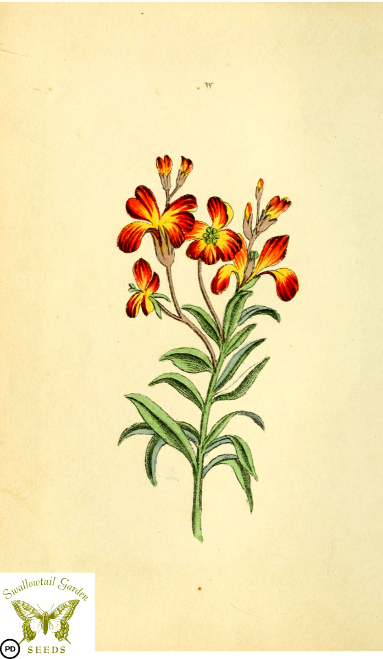 Wallflower. Erysimum × cheiri syn. Cheiranthus cheiri. Flora and Thalia; or, Gems of flowers and poetry- being an alphabetical arrangement of flowers, with appropriate poetical illustrations, embellished with coloured plates (1836)