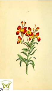 Wallflower. Erysimum × cheiri syn. Cheiranthus cheiri. Flora and Thalia; or, Gems of flowers and poetry- being an alphabetical arrangement of flowers, with appropriate poetical illustrations, embellished with coloured plates (1836). Free illustration for personal and commercial use.
