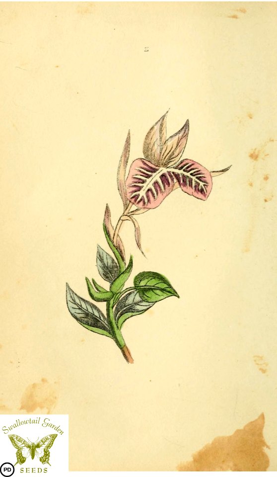 Cupid's bark. Flora and Thalia; or, Gems of flowers and poetry- being an alphabetical arrangement of flowers, with appropriate poetical illustrations, embellished with coloured plates (1836)