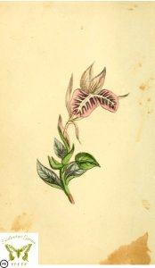 Cupid's bark. Flora and Thalia; or, Gems of flowers and poetry- being an alphabetical arrangement of flowers, with appropriate poetical illustrations, embellished with coloured plates (1836). Free illustration for personal and commercial use.