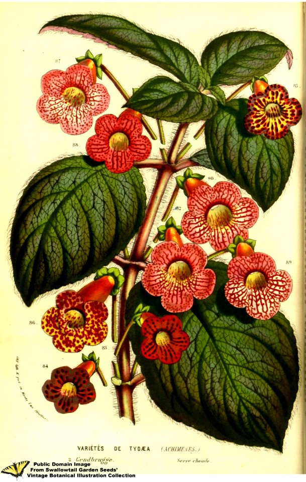 Kohleria hort. - Flore des serres et des jardins de l'Europe v.13 (1858)