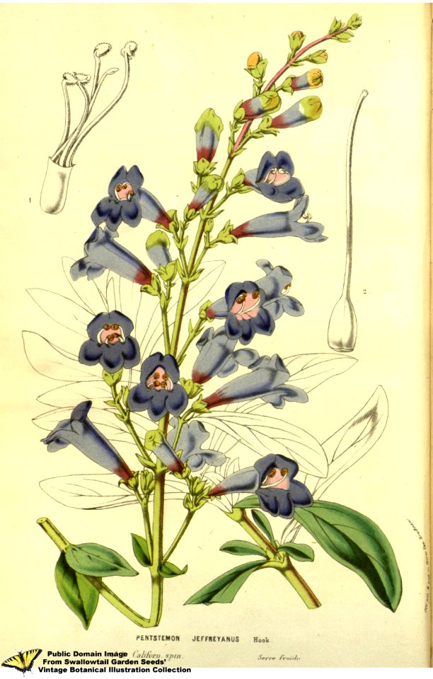 Penstemon jeffreyanus A.Murray bis - Flore des serres et des jardins de l'Europe v.13 (1858)