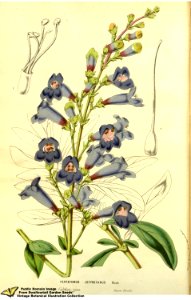 Penstemon jeffreyanus A.Murray bis - Flore des serres et des jardins de l'Europe v.13 (1858)