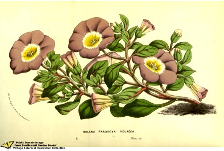 Nolana parodoxa Lindl. var. violacea. - Flore des serres et des jardins de l'Europe v.13 (1858)