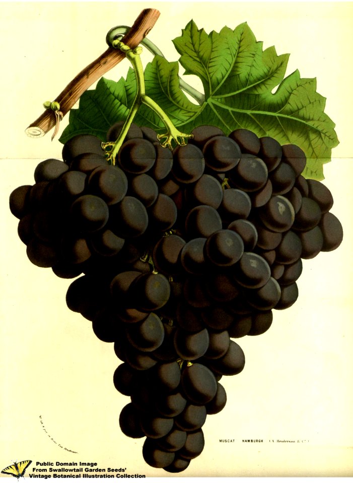 Muscat grape Hamburgh. Vitis vinifera L. - Flore des serres et des jardins de l'Europe v.13 (1858)