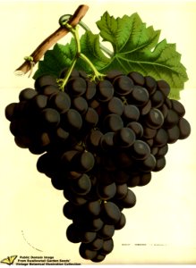Muscat grape Hamburgh. Vitis vinifera L. - Flore des serres et des jardins de l'Europe v.13 (1858)