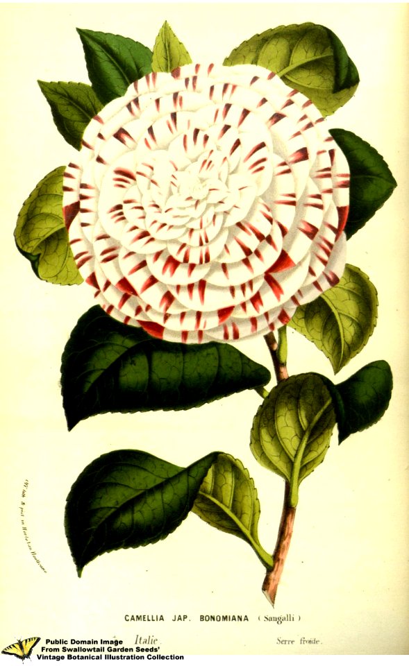 Japonica. Camellia japonica var. bonomiana. Flore des serres et des jardins de l'Europe v.13 (1858)