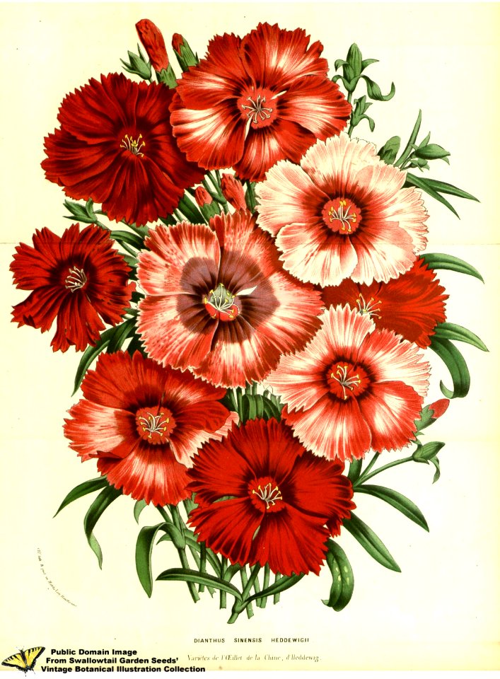 Dianthus chinensis L. var. heddewigii. - Flore des serres et des jardins de l'Europe v.13 (1858)