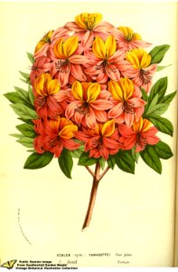 Rhododendron hybr. cv. Vanhouttei. Flore des serres et des jardins de l'Europe v.13 (1858)