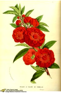 Flowering Peach. Prunus persica (L.) Stokes var. camelliiflora. Flore des serres et des jardins de l'Europe v.13 (1858)
