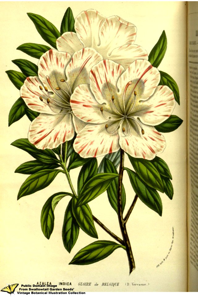 Southern indica azalea. Rhododendron indicum (L.) Sweet var. Gloire de Belgique. Flore des serres et des jardins de l'Europe v.13 (1858)