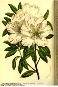 Southern indica azalea. Rhododendron indicum (L.) Sweet var. Gloire de Belgique. Flore des serres et des jardins de l'Europe v.13 (1858)